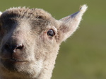 FZ004126 Close up of lamb in field.jpg